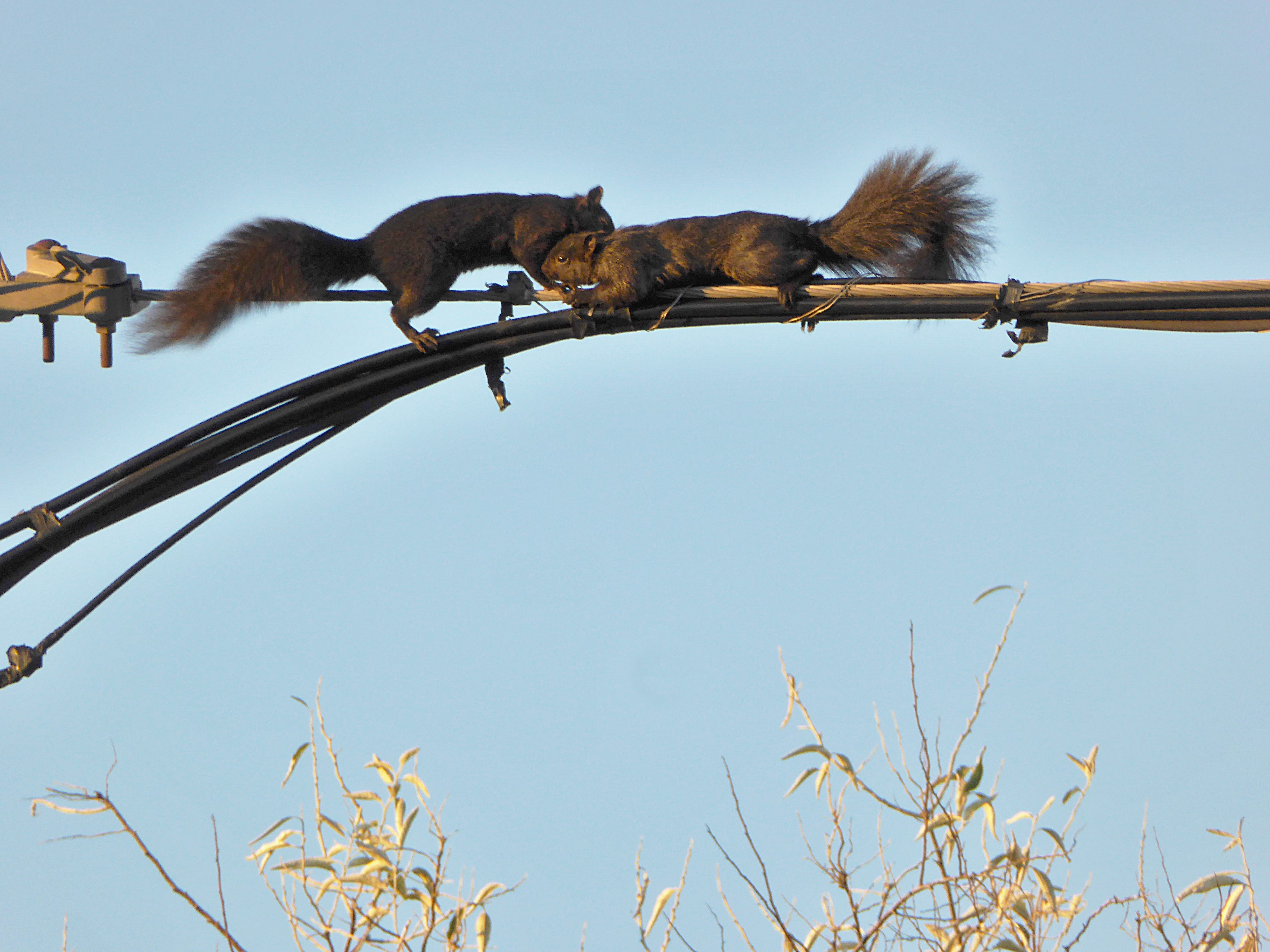 Squirrels have shut down Nasdaq trading twice. Beavers, cows, and sharks have taken down real networks too, but misconfiguration, sabotage, and copper theft cause far more damage than any animal ever has.